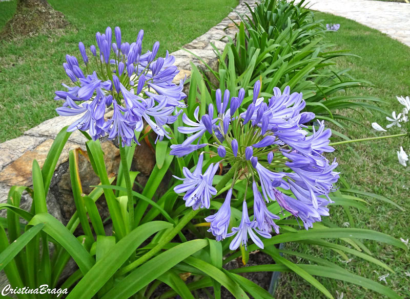 Agapanto - Agapanthus africanus - Flores e Folhagens