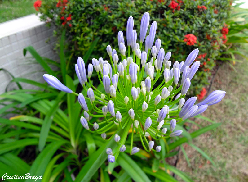 Agapanto - Agapanthus africanus - Flores e Folhagens