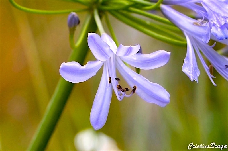 Agapanto - Agapanthus africanus - Flores e Folhagens