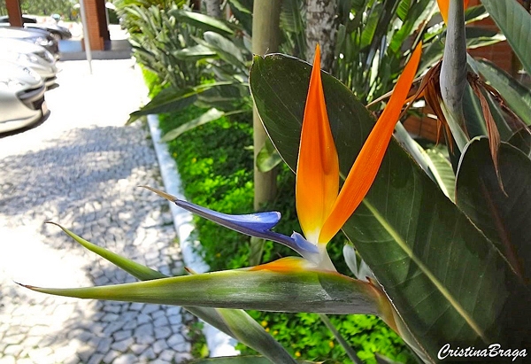 Ave do Paraíso - Strelitzia reginae - Flores e Folhagens