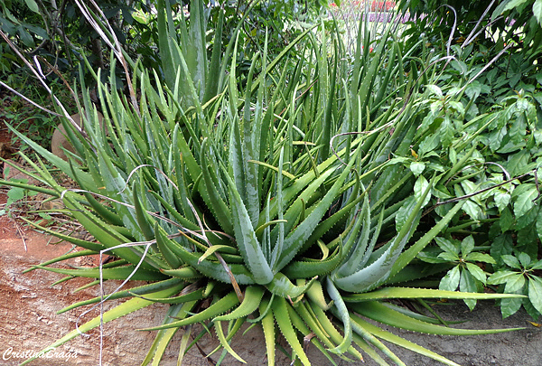 Babosa - Aloe vera - Flores e Folhagens