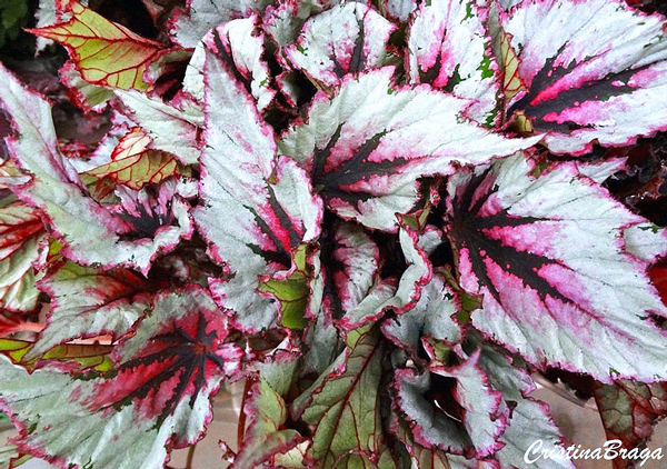 Details 200 picture flores begonia rex