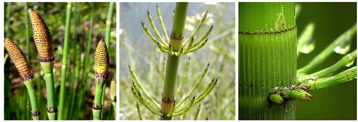 Quimera Post: Cara-de-cavalo ou singônio - PLANTAS ORNAMENTAIS DE