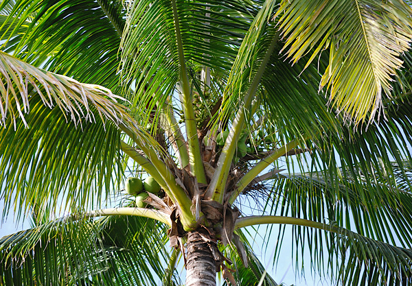 Coqueiro Cocos Nucifera Flores E Folhagens