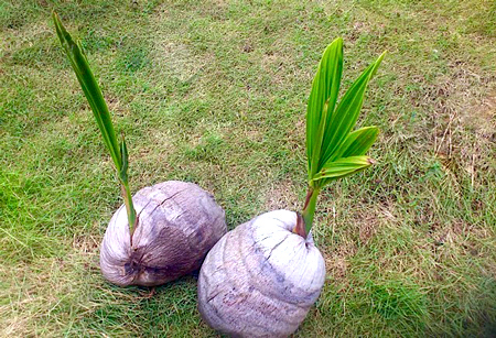 Coqueiro Cocos Nucifera Flores E Folhagens