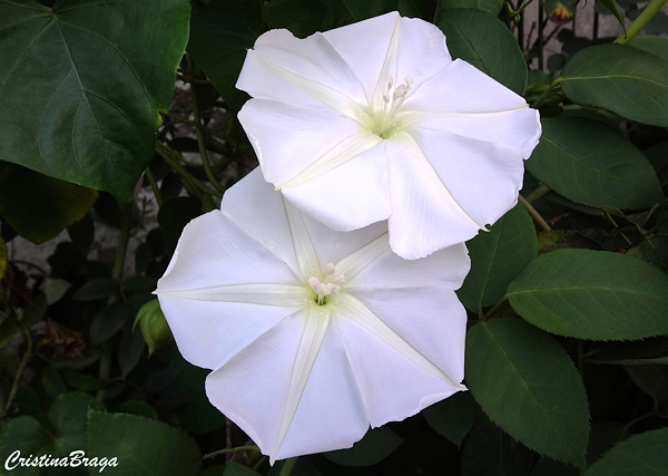 SAIBA TUDO SOBRE A FLOR DAMA DA NOITE! 