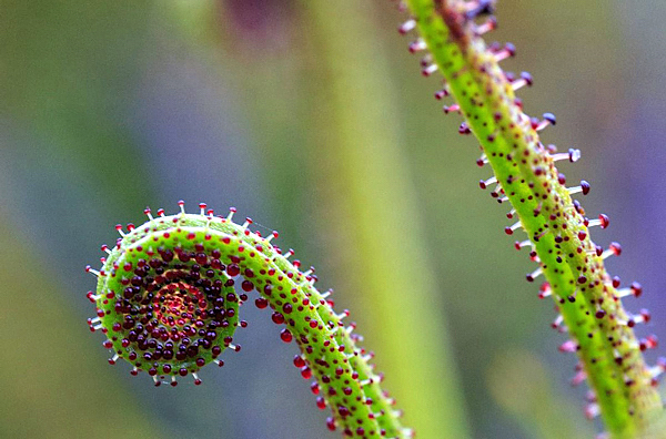 plantas carnivoras