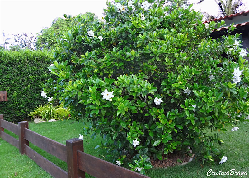 Gardênia - Gardenia jasminoides - Flores e Folhagens