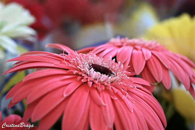 Gerbera - Gerbera jamesonii - Flores e Folhagens