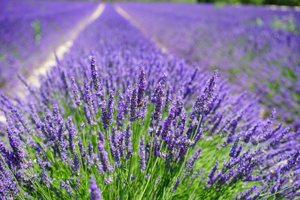 Lavanda Inglesa - Lavandula angustifolia - Flores e Folhagens