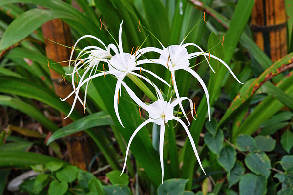 Lírio Aranha: Características, Significado e Dicas de Como Cuidar da Flor