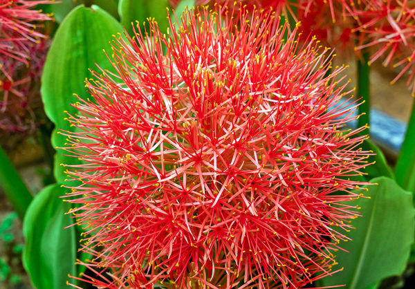 Lírio de Natal - Scadoxus multiflorus - Flores e Folhagens