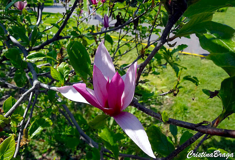 Magnólia - Magnolia liliiflora - Flores e Folhagens