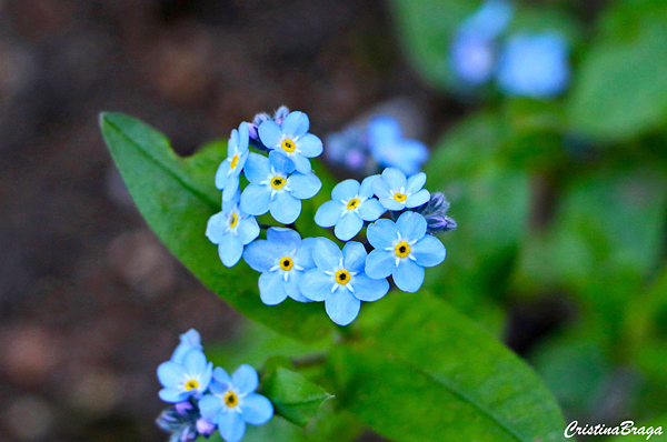 :  POEMAS SIDERALES II: Sol, Luna, Estrellas, Tierra, Naturaleza, Galaxias... Miosotis-myosotis-sylvatica-6