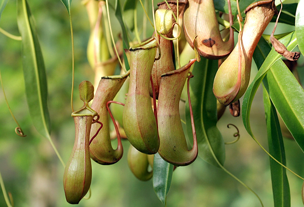 Nepenthes pokemon - Plantas Carnívoras