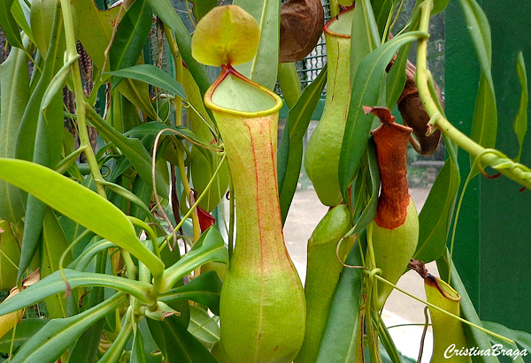 Nepenthes pokemon - Plantas Carnívoras