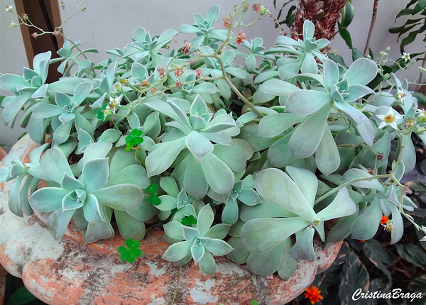 Plantas Suculentas - Flores e Folhagens