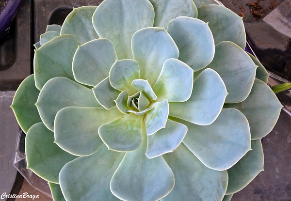 Rosa de Pedra - Echeveria - Flores e Folhagens