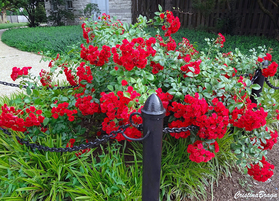 Jardim com plantas floridas flor de peão rosa sobre fundo de folhagem  escura