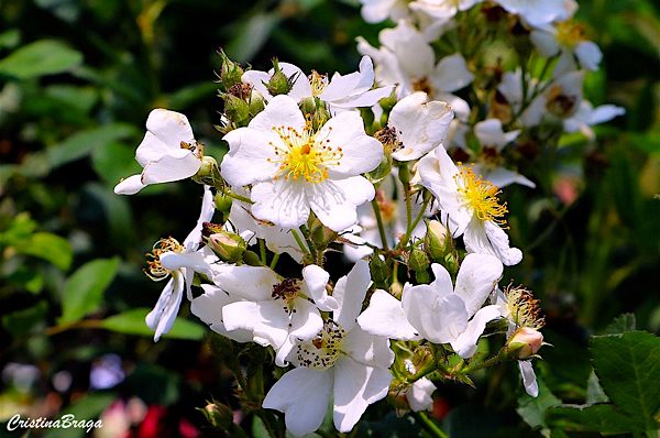 Rosa Silvestre - Rosa multiflora - Flores e Folhagens