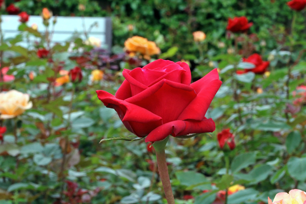 Rosas H bridas de Ch Flores e Folhagens