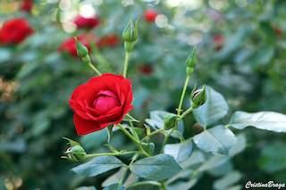 Tipos de Rosas - Flores e Folhagens