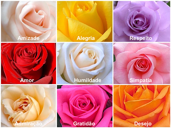 Tipos de Rosas - Flores e Folhagens