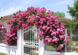 Tipos de Rosas - Flores e Folhagens