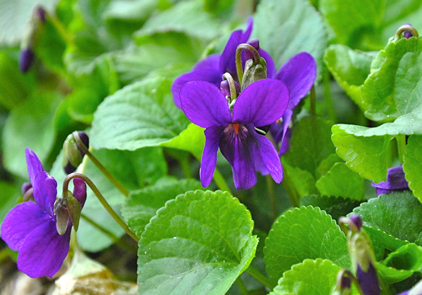 Violeta perfumada - Viola odorata - Flores e Folhagens