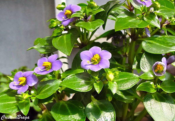 Violeta Persa - Exacum affine - Flores e Folhagens