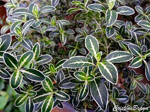 Evônimo - Euonymus japonicus