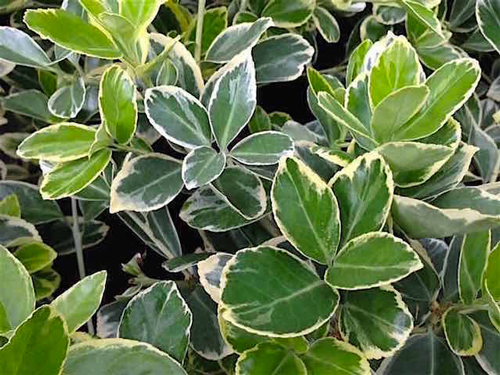 Evônimo - Euonymus japonicus