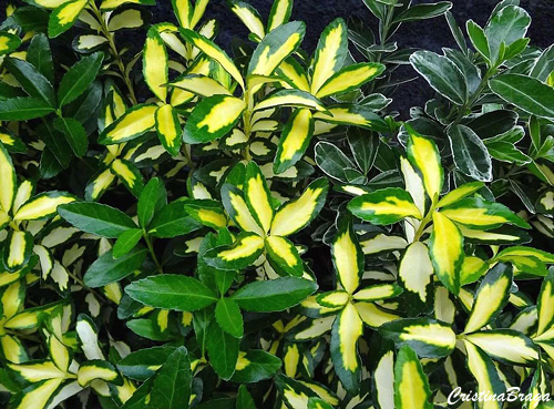 Evônimo - Euonymus japonicus