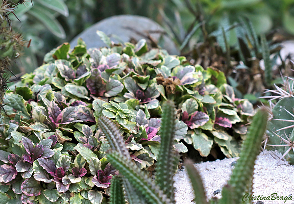 Ajuga - Ajuga reptans