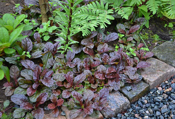 Ajuga - Ajuga reptans