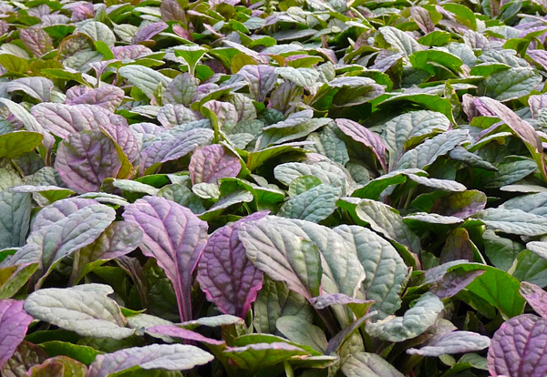 Ajuga - Ajuga reptans