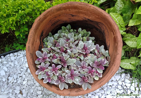 Ajuga - Ajuga reptans