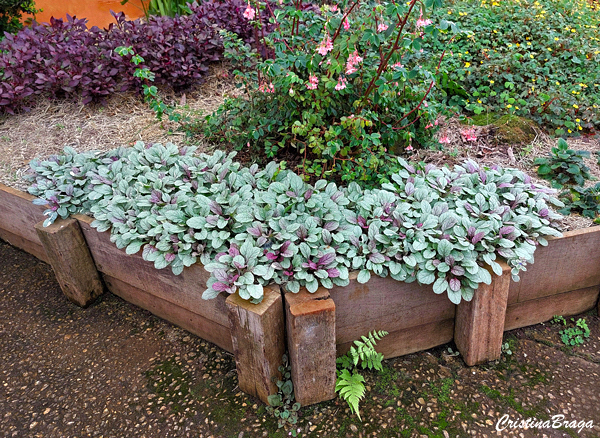 Ajuga - Ajuga reptans