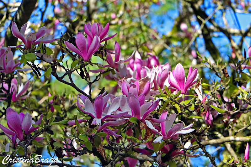 Magnólia - Magnolia liliiflora - Flores e Folhagens