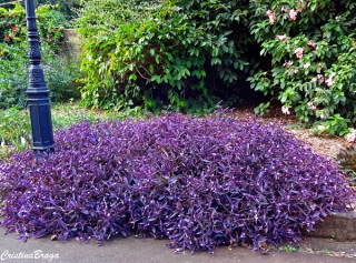 Trapoeraba Roxa Tradescantia Pallida Purpurea Flores E Folhagens