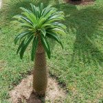 Palmeira de Madagascar - Pachypodium lamerei - planta no jardim