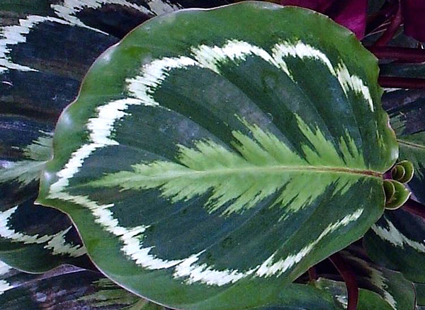 Tipos de Calatéias - Calathea