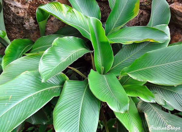 Tipos de Calatéias - Calathea