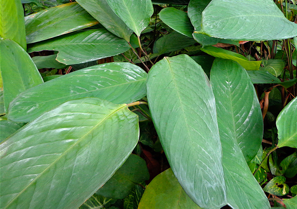 Tipos de Calatéias - Calathea