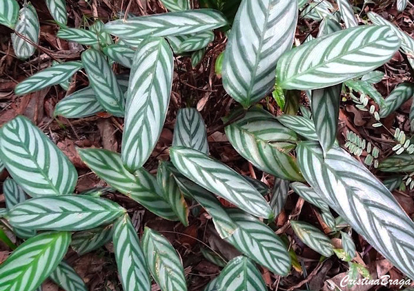 Tipos de Calatéias - Calathea