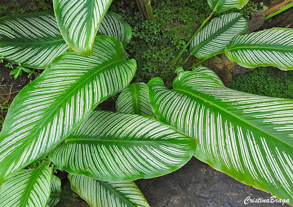 Tipos de Calatéias - Calathea