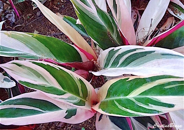 Tipos de Calatéias - Calathea