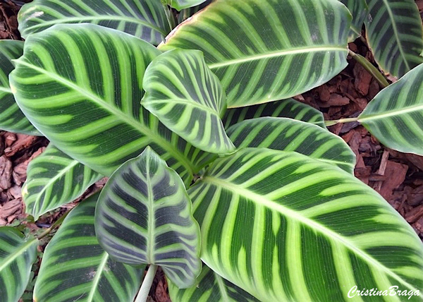 Tipos de Calatéias - Calathea