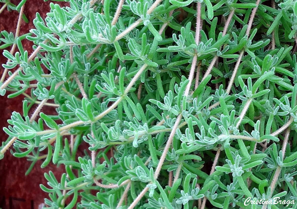 Orvalho roxo - Drosanthemum hispidum