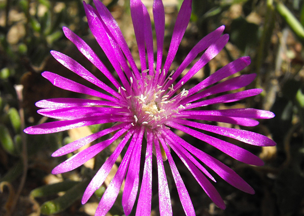 Orvalho roxo - Drosanthemum hispidum